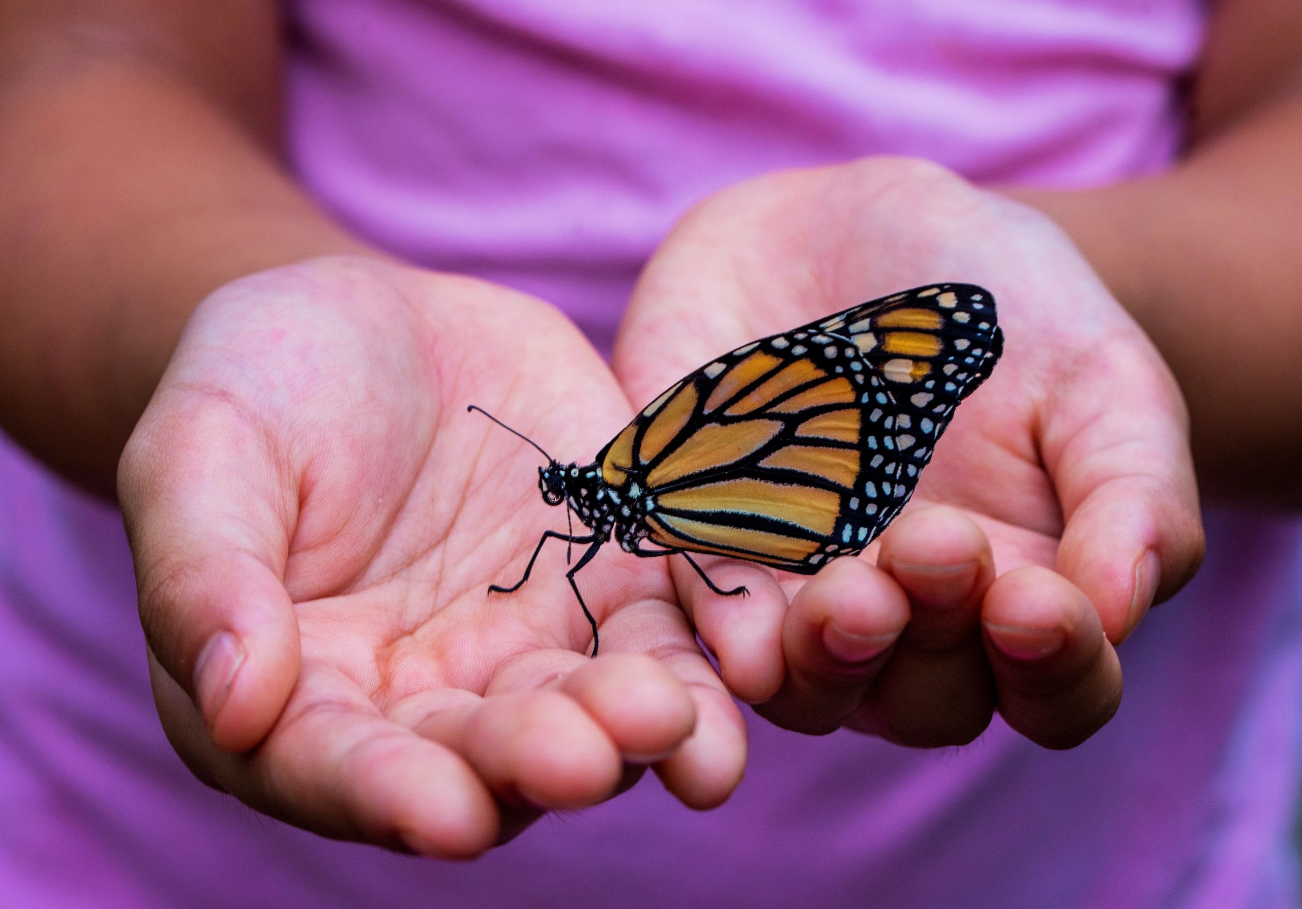 Hands nurturing a butterfly